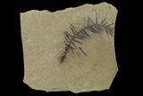Dawn Redwood (Metasequoia) Fossil - Montana #153695-1